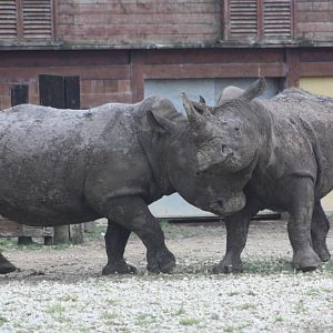 White Rhinoceroses, 27th October 2014