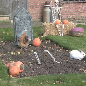 Close-up of Halloween decorations, 27th October 2014