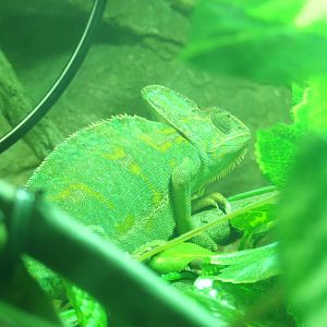 Veiled chameleon