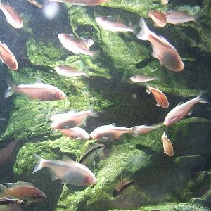 blind cave fish (Astyanax mexicanus)