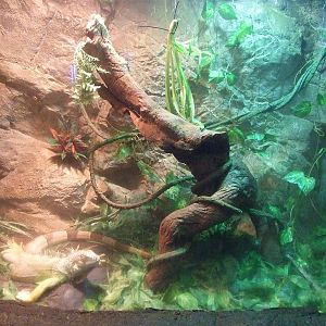 green iguana