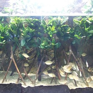 Kandelia candel and fish