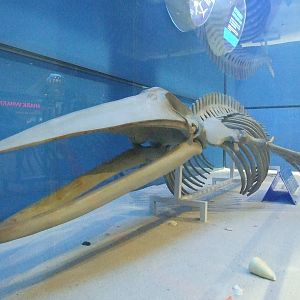 minke whale