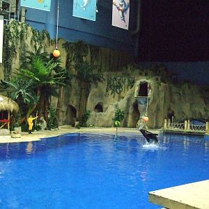 South American sea lion