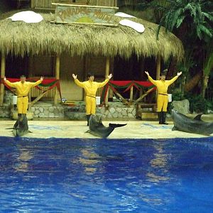 bottlenose dolphin (Tursiops truncatus)