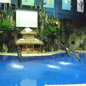 bottlenose dolphin (Tursiops truncatus)