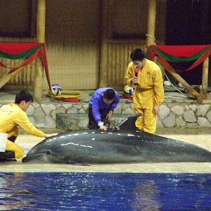 bottlenose dolphin (Tursiops truncatus)