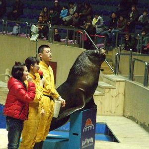 South American sea lion