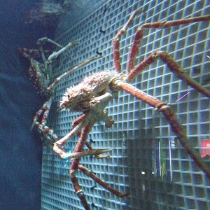 Japanese spider crab (Macrocheira kaempferi)