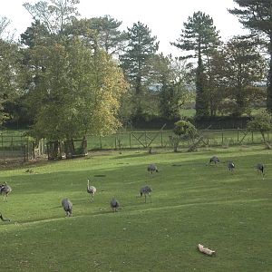 Greater Rhea flock, 27th October 2014