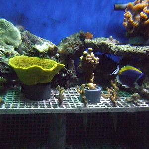 Coral culture