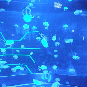 Beijing Aquarium
