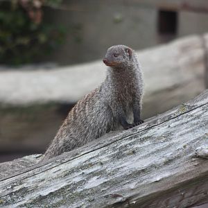 Banded Mongoose, 27th October 2014