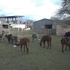 Alpacas, 22nd December 2014