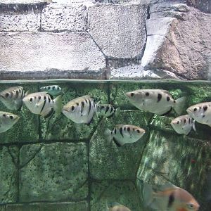 Archerfish