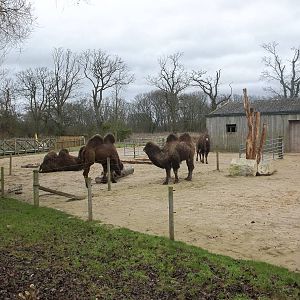 New look for camel yards, 22nd December 2014