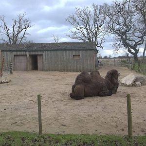 New look for camel yards, 22nd December 2014
