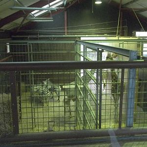 Interior of Giraffe House (hybrids), 22nd December 2014