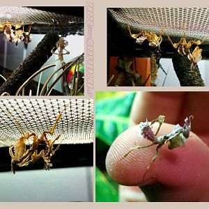 Idolomantis Diabolica