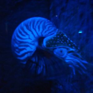 nautilus