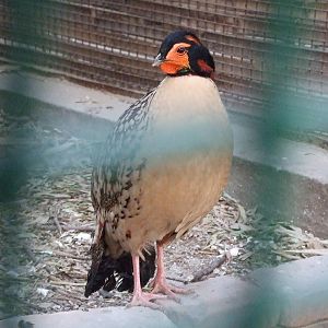 Cabot?s tragopan (Tragopan caboti)
