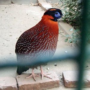 Temminck?s tragopan (Tragopan temminckii)