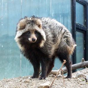 raccoon dog
