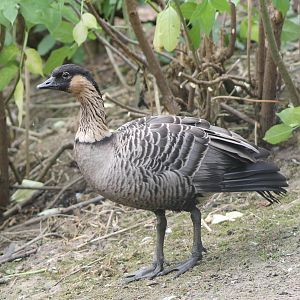 Hawaii goose