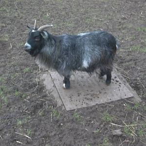 Angel's plinth has come, 9th January 2015