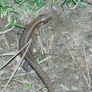 Common lizard (Zootoca vivipara)