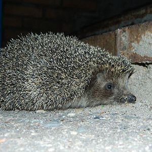 Northern white-breasted hedgehog (Erinaceus roumanicus)