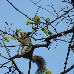 Eurasian red squirrel