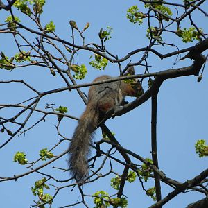 Eurasian red squirrel
