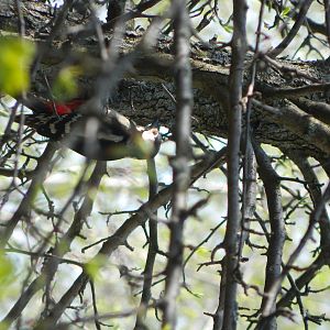 Great spotted woodpecker