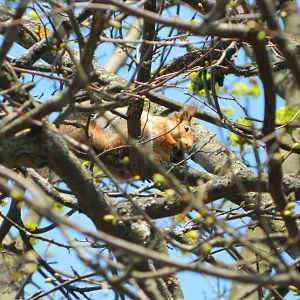 Eurasian red squirrel