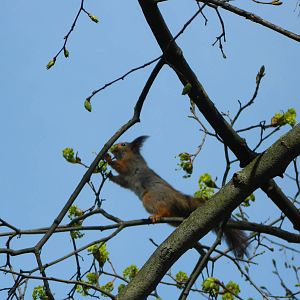 Eurasian red squirrel