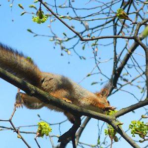 Eurasian red squirrel