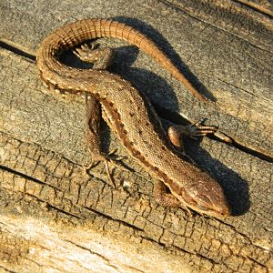 Common lizard (Zootoca vivipara)