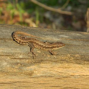Common lizard (Zootoca vivipara)