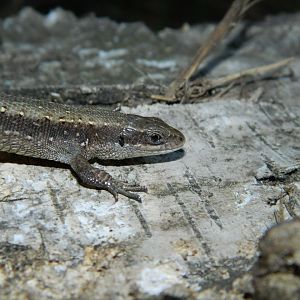 Common lizard (Zootoca vivipara)