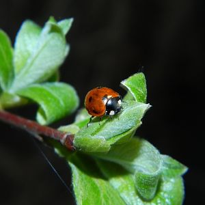 Seven-spotted ladybug