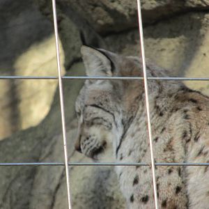eurasian lynx lpz