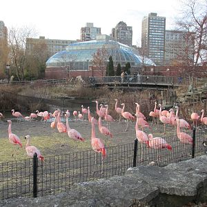chilean flamingos lpz