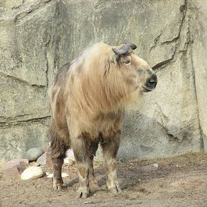 sichuan takin lpz