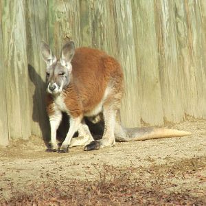 red kangaroo lpz