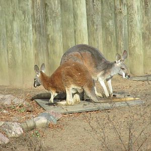 red kangaroo lpz