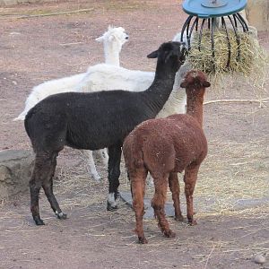 alpacas lpz