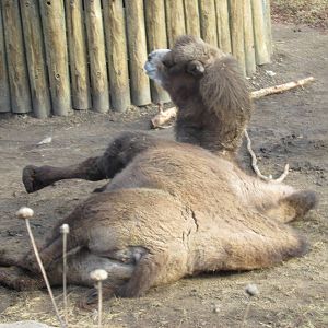bactrian camel lpz