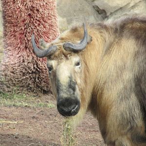 sichuan takin lpz