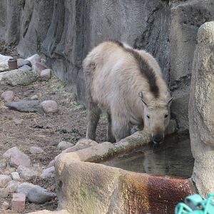 sichuan takin lpz